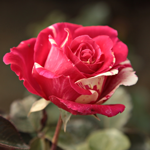 Pоза Бест Импрессион® - бяло - розов - Чайно хибридни рози 